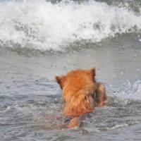 Album100   Ich habe Sehnsucht nach dem Meer. 