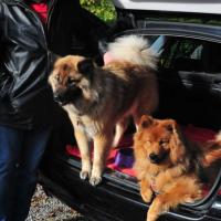 Bei so hübschen Damen im Auto kann man schon stolz lächeln. Ankunft von Bérénice-Baghira von der Veitsburg und Felina vom Försterfeld. You can smile with so beautiful ladies. The arrival of Bérénice-Baghira von der Veitsburg and Felina vom Försterfeld. Tu peux sourire avec si jeunes filles belles. L'arrivée de Bérénice-Baghira von der Veitsburg et Felina vom Försterfeld. 