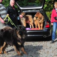 Album101 Ankörung der Eurasier von der Veitsburg in Sinsheim am 20.10.2012