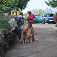 Album101 Ankörung der Eurasier von der Veitsburg in Sinsheim am 20.10.2012