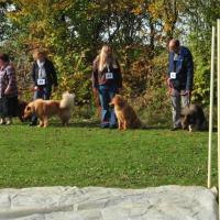 Wesenstest für die 10 jungen Eurasier, die zur Ankörung anstanden. 
In the afternoon the caracter-test for the 10 young Eurasier-dogs is beginning.