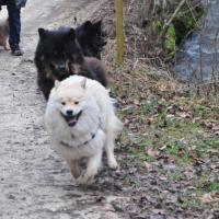 Album113 2013 beginnt mit dem Pro Eurasier-Drei- königstreffen im Süden.