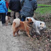 Album113 2013 beginnt mit dem Pro Eurasier-Drei- königstreffen im Süden.