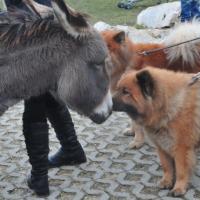 Album113 2013 beginnt mit dem Pro Eurasier-Drei- königstreffen im Süden.
