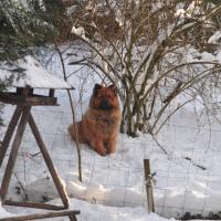 Désirée in unserem angrenzenden Obstgarten. 