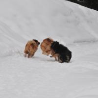 Was für eine Freude! Herrlicher Schnee und Einstein ist dabei! What a joy! We have beautiful snow and Einstein is with you! Quelle joie! Nous avons de neige magnifique et Einstein est chez nous!
