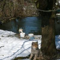 In unserem Garten mit den Enten. 
In our garden with the ducks.
Dans notre jardin avec les canards.