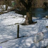 Tja wir haben viele Tiere, hier Hoppel unser Großkaninchen. 
