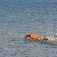 Album33 Schwimmen in der Ostsee