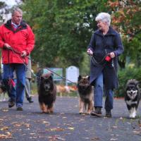 Links, on the left, à gauche Digger von Voorenburg;
Rechts ein Lapphund, on the right a Swedish Lapland Dog,
à droite un chien suédois de Laponie.
