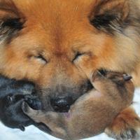 Album44 Die Babys in den ersten 3 Tagen. The first days of the puppies. Les premiers trois jours des chiots. 
