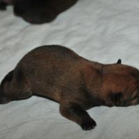 Album44 Die Babys in den ersten 3 Tagen. The first days of the puppies. Les premiers trois jours des chiots. 