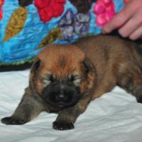 Album46 Wir sind 2 Wochen alt. We are two weeks old. Nous avons deux semaines. 