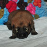 Album46 Wir sind 2 Wochen alt. We are two weeks old. Nous avons deux semaines. 