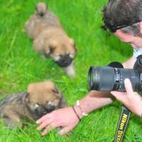 Ja, lieber stolzer Neubesitzer einer kleinen Eurasierhündin, so wird's wohl nix mit dem Fotografieren, hihihi.
Oh, dear, proud new ownder of a little Eurasier-bitch, so you cannot take photos, hihihi. Oh, mon cher, fier, nouvel propriétaire d'une petite femelle, comme ca tu ne peux pas faire de photos, hihihi. 