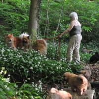 Spaziergang mit allen acht Welpis im Wald. Der Bärlauch blüht und noch läßt sich das Bächlein durch eine kleine provisorische Betonbrücke überqueren. 