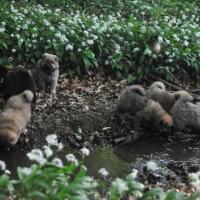 Da stehen sie nun, das Wasser ist kalt und naß und geht bis zum Bäuchlein, aber Mama und Papa sind dummerweise auf der anderen Seite.