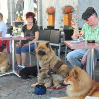 In der Eisdiele mit 6 Hunden, 3 Welpis, die Mama und der Papa und Anubis.