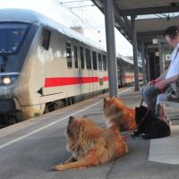 Ein Zug verlässt den Bahnhof, er fährt schon sehr schnell. 
A train leaves the station very quickly. Le train quitte la gare très vite. 