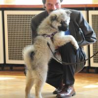 Das muß doch Freude machen, Cheyenna schäkert mit unserem Ausstellungsleiter Herrn Rachner.
A so cute puppy gives pleasure!  
Ca fait plaisir à M. Rachner, qui dirige l'expos, une si gentille petite. 