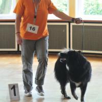 Amy vom Schloß Colditz, BOB der Ausstellung, BOB of the dog show, BOB du expos. 