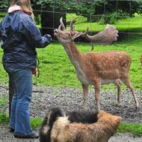 Trotz der vielen Hunde ist dieser Dammhirsch sehr zutraulich. Bellissa und Einstein. 