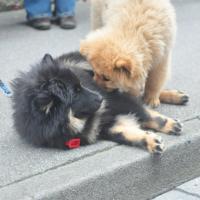 Album63 Eurasier- treffen in Ravensburg am 24.7.11, wir Veitsburg-Euasier sind genau 4 Monate alt!