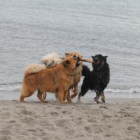 They enjoy playing with a piece of wood. Eyko-Jacomo and Einstein fetch it out of the sea, but Désirée doesn't love the water so much. She robs them the piece of wood, if they leave the sea. 