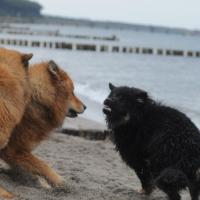 Ist das ein Eurasier? Ich glaub' ihm langt's. 
This is an Eurasier. He's fed up! C'est un Eurasier? Je crois, ca suffit pour mon Einstein!