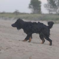 Album72 Einstein schwimmt zum 1. Mal im Meer. 20.,21.Sept.