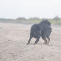 Album72 Einstein schwimmt zum 1. Mal im Meer. 20.,21.Sept.