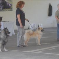 Album74 Eurasier-Spezial- zuchtschau in Sinsheim 25.9.2011