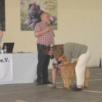 Album74 Eurasier-Spezial- zuchtschau in Sinsheim 25.9.2011