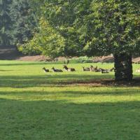Album75 Die Welpenburg wird abge- baut, Eurasier -Minitreffen.
