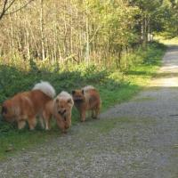 Album75 Die Welpenburg wird abge- baut, Eurasier -Minitreffen.