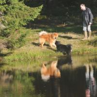 Album76 Züchterver- sammlung und bei Einstein im Harz.