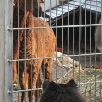 Wie immer unser neugieriger Einstein, er liebt alle Tiere. As always our nosy Einstein, he loves all the animals. Comme toujours notre Einstein curieux , il aime tous les animaux.