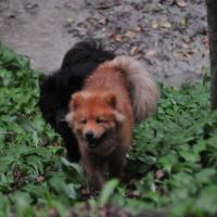 Album94 Monat April, Ostern, Eurasier- stammtisch