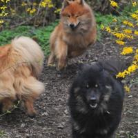 Album94 Monat April, Ostern, Eurasier- stammtisch