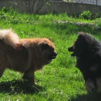 Album94 Monat April, Ostern, Eurasier- stammtisch