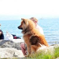Album97 Jahrestreffen der Eurasier von der Veits- burg am 2. Juni 2012.