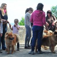 Album97 Jahrestreffen der Eurasier von der Veits- burg am 2. Juni 2012.