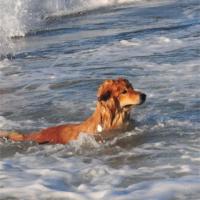 So sieht ein Eurasier aus, wenn er im Meer taucht oder von der Welle überspült wurde. 
So looks an Eurasier-dog, when he is diving in the sea or he is submerged by the waves.
Cette figure fait un Eurasier, quand il plonge dans la mer ou quand il est balayé des vagues hautes.