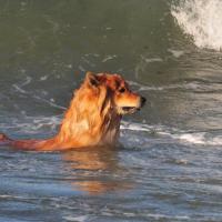 Album99 Unser erster Tag am Meer, our first day at the Baltic, notre jour premier au bord de la mer Baltique.